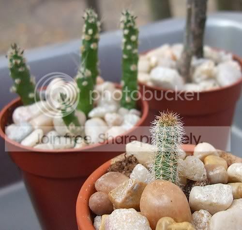 Cactiandsucculents3055.jpg