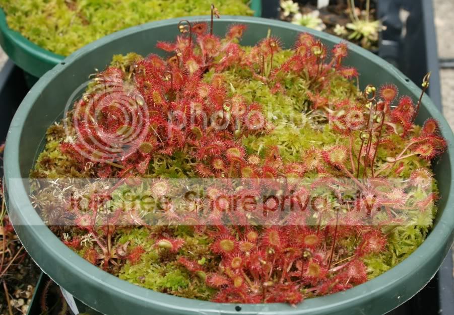 rotundifolia.jpg