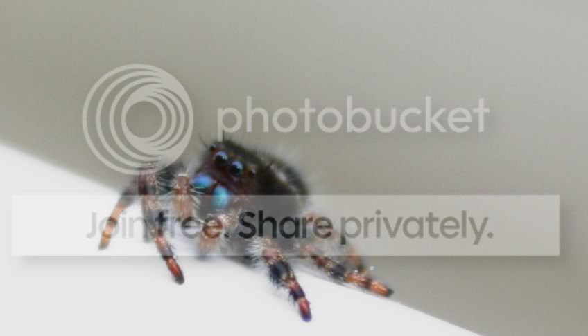 spider3-1.jpg