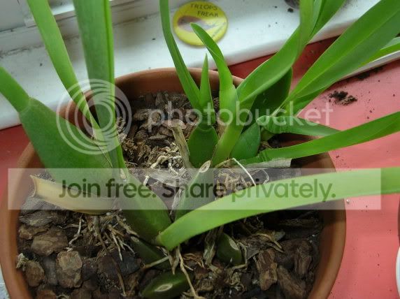 orchid2.jpg