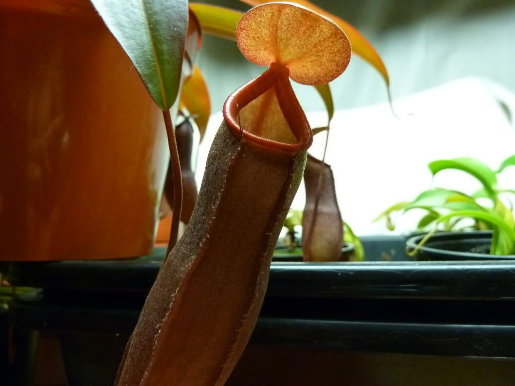plantsjan142012026.jpg