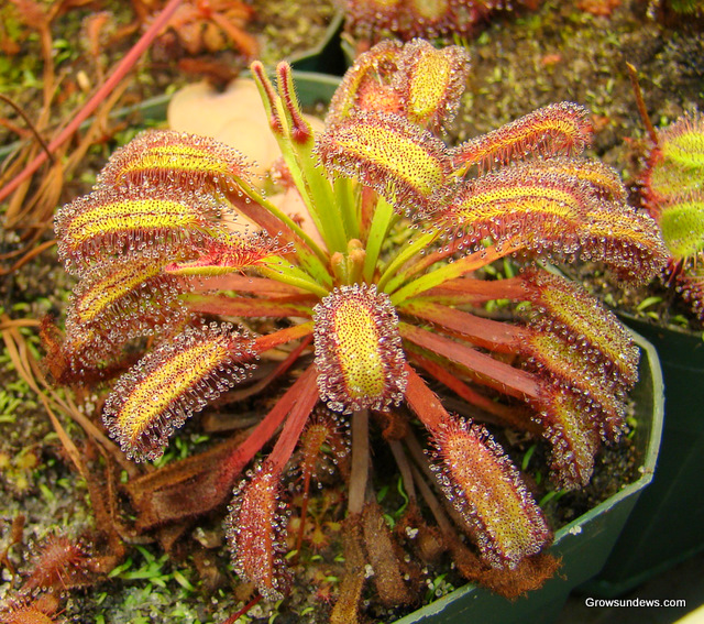 Drosera_capensis_Bainskloof.JPG