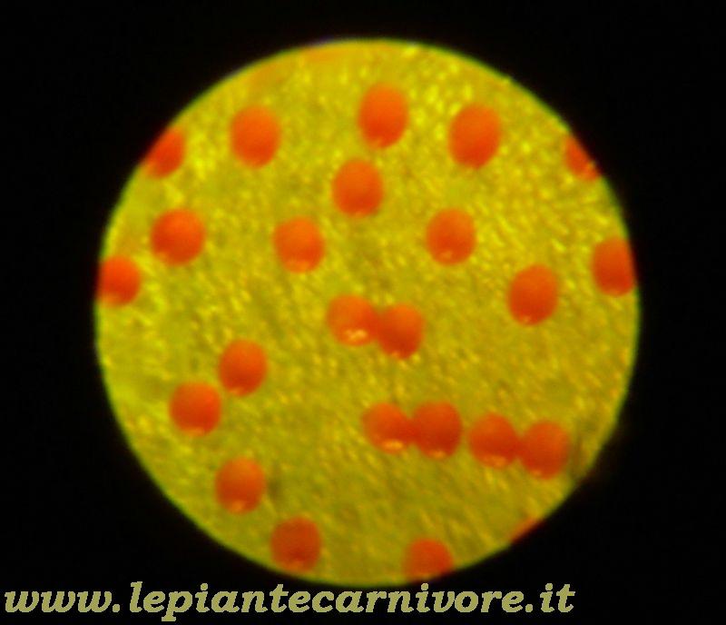 Micro%2011%20D.Capensis%20T.jpg