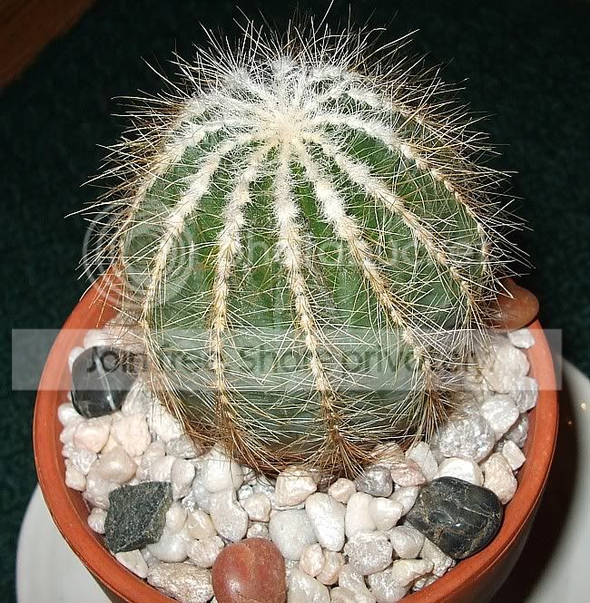 NotocactusWarasiidec08032.jpg
