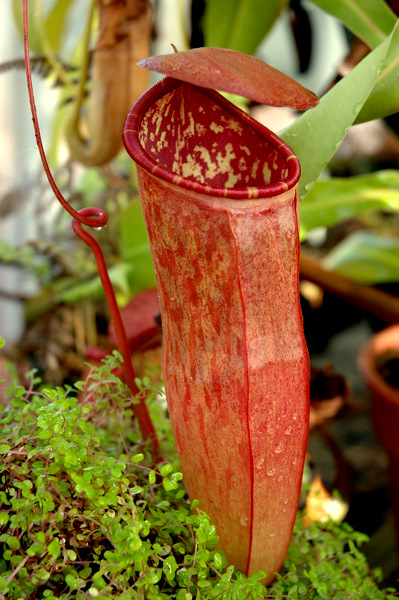 DSC_0739.JPG