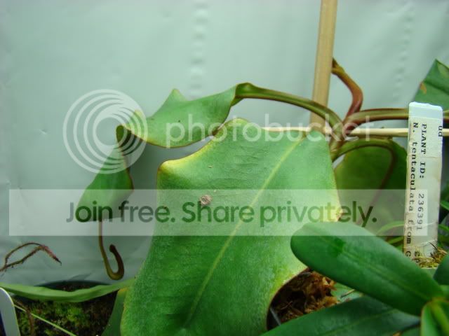 CPs068.jpg