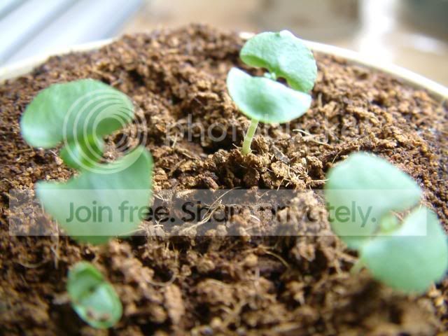 Moreplants006.jpg