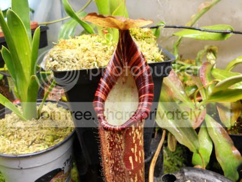 Nspectabilis_1-18-12.jpg