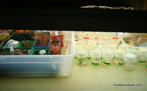 tissue_culture_setup_post.JPG