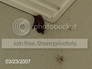 batty004.jpg