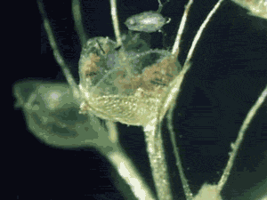 aldrovanda-1.gif