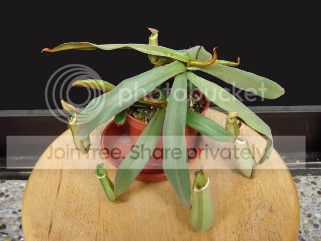 albomarginata_green_plant.jpg