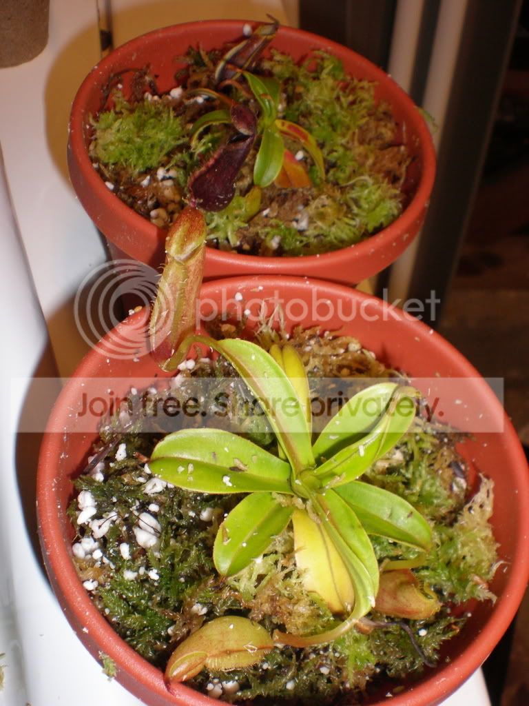 Clintrootedcuttings.jpg