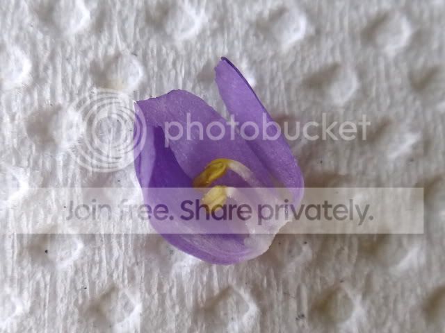 byblis_aquatica_flower.jpg