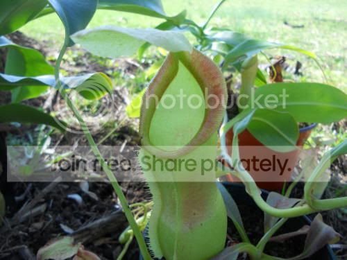 Ncarmen_3-24-12.jpg