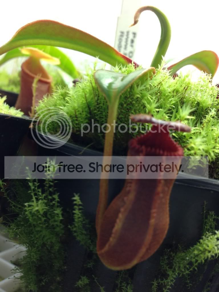 image_zps809fe379.jpg