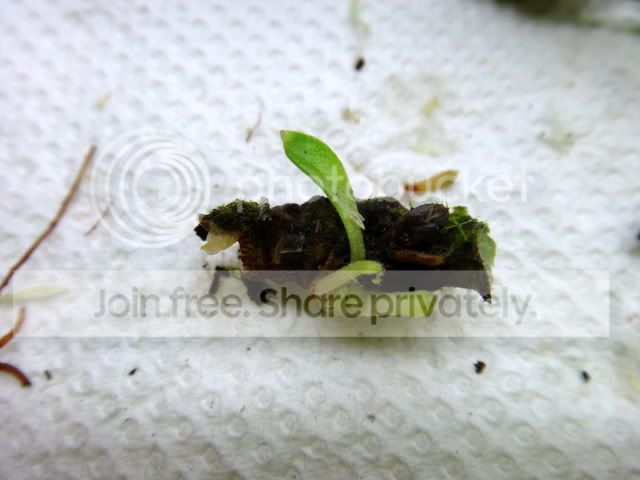 cephalotus_rhizome_cutting3.jpg