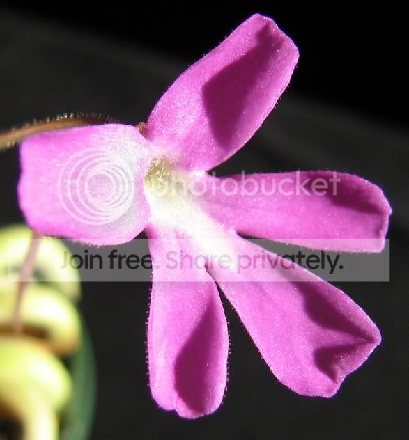 moctuflower.jpg