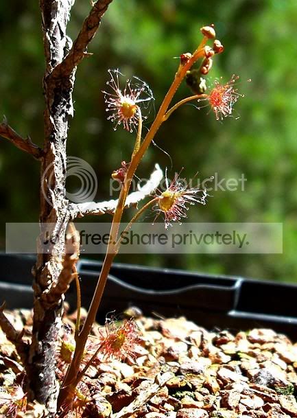 Dauriculata.jpg