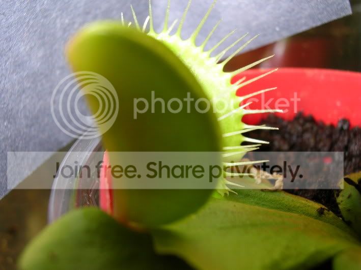 vft4.jpg