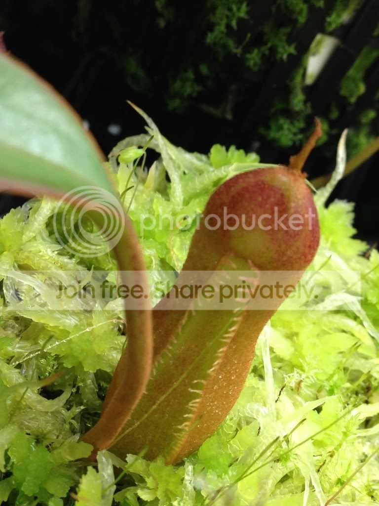 image_zps22bd371a.jpg