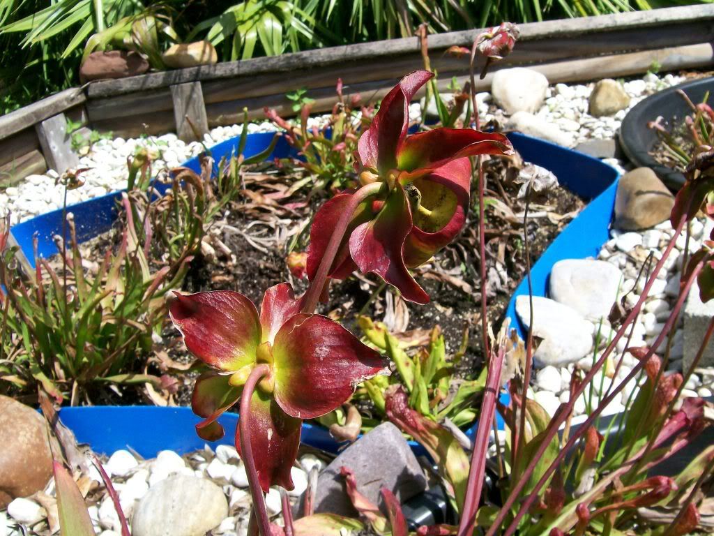 plantshow13.jpg
