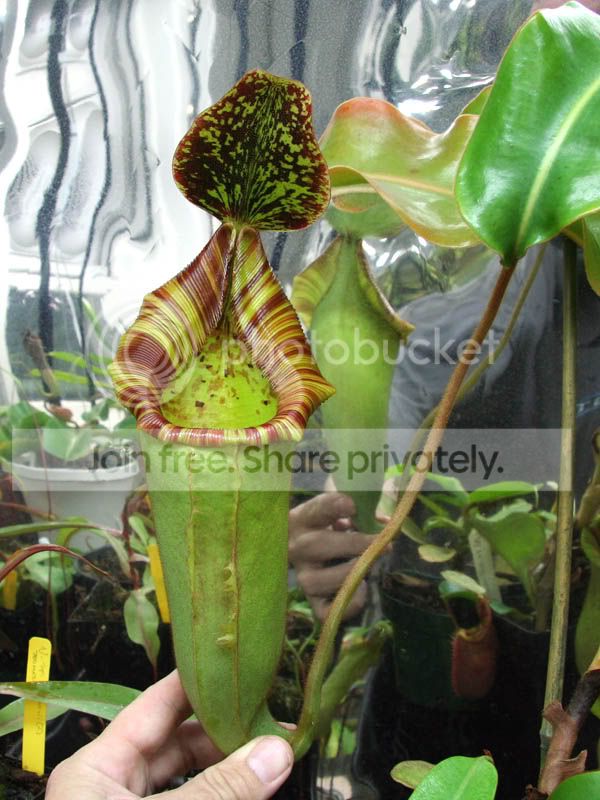 Nveitchiixlowii1-1.jpg