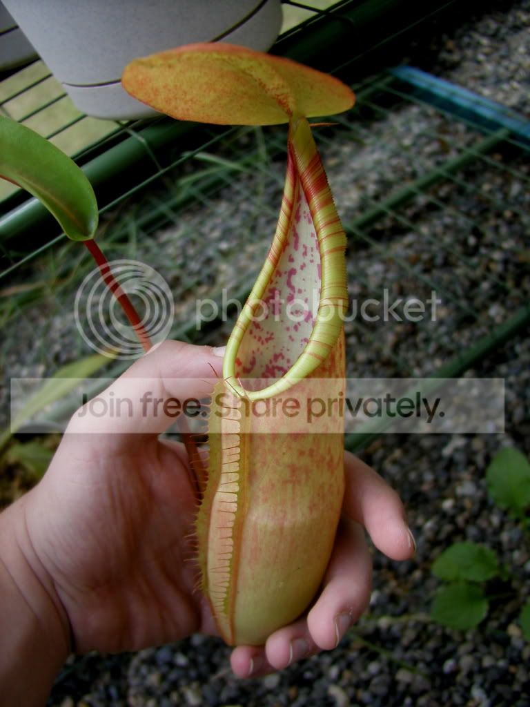 Nsanguinea.jpg