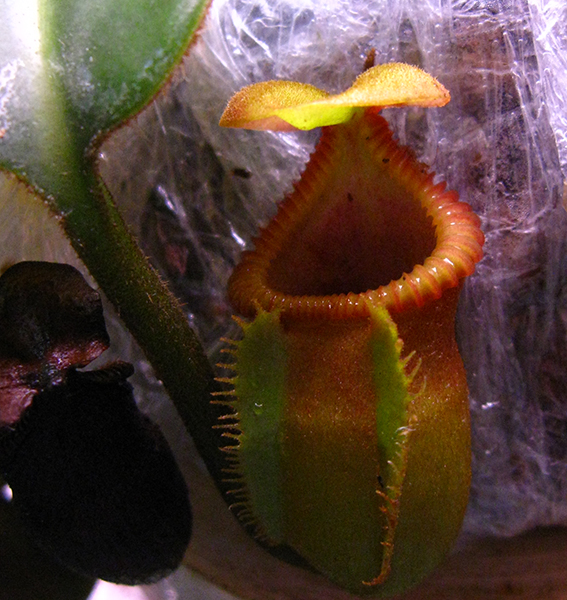 macro1.jpg