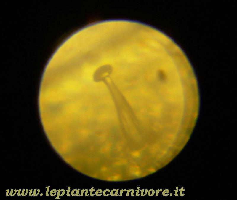 Micro%207%20P.Sethos.jpg