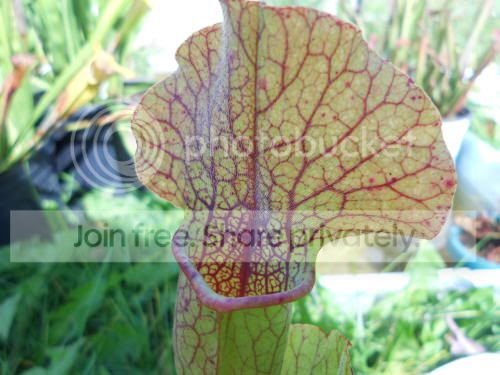 Spurp-hybrid_10-5-11.jpg