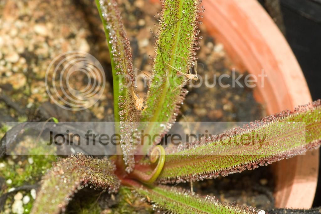 IMGP8464_zps67d087c7.jpg