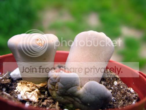 lithops-5-26-09.jpg