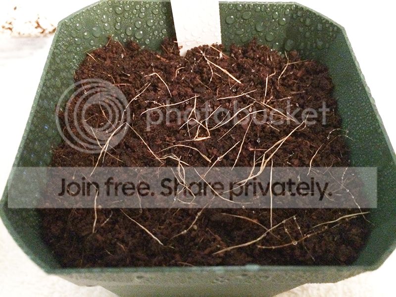 NepSeeds_zpsbf6e7b83.jpg