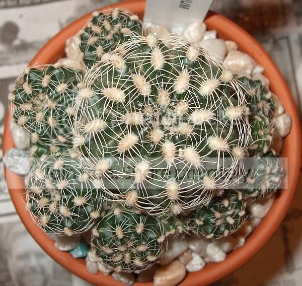 cactuspics08020.jpg