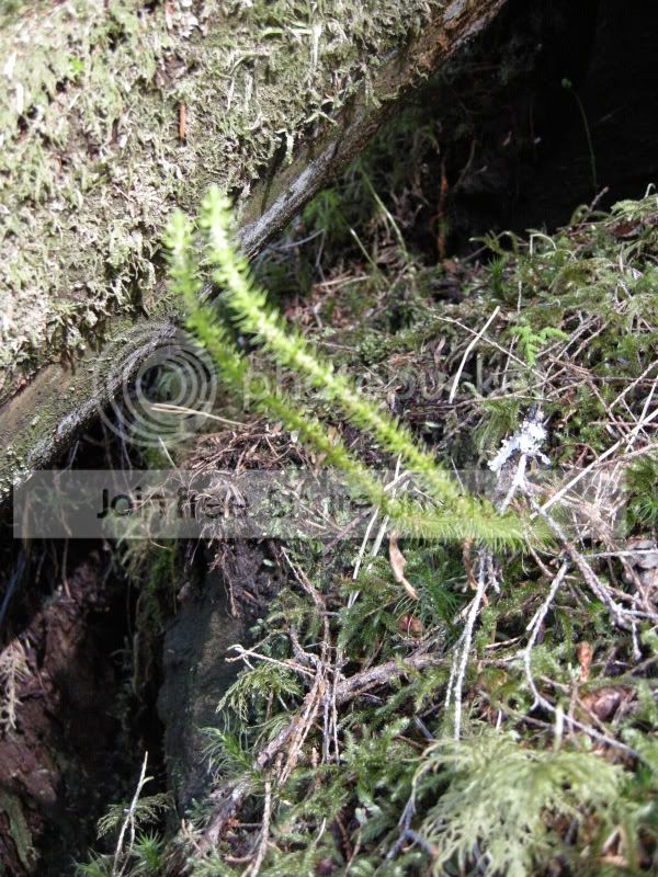 DSCN5952.jpg