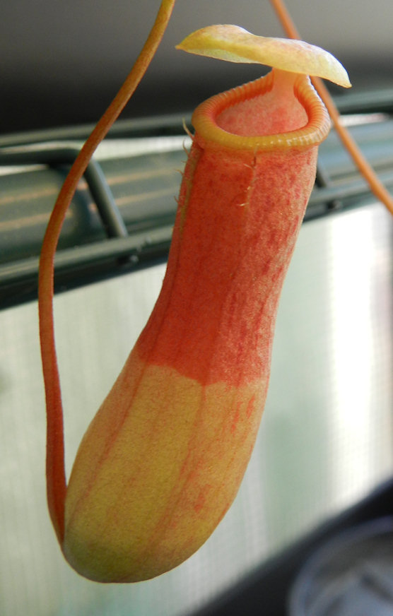 n-ventricosa-pitcher-11-15-14.jpg