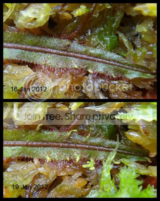 drosera_adelae_buds.jpg