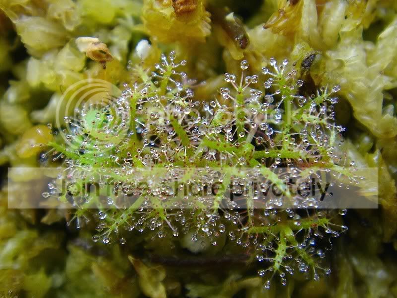 indica180306lq.jpg