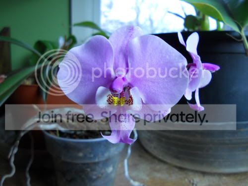 Phalschilleriana_1-18-12.jpg