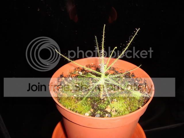 byblis_cutting_repotted.jpg