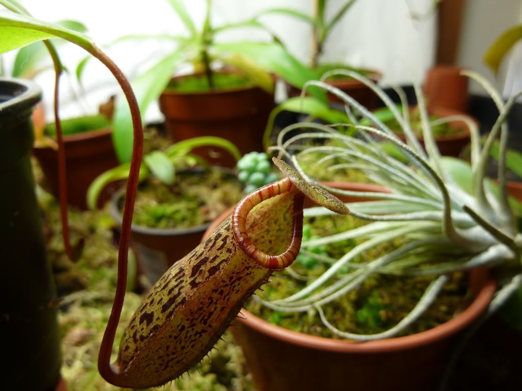 plants10032012016.jpg