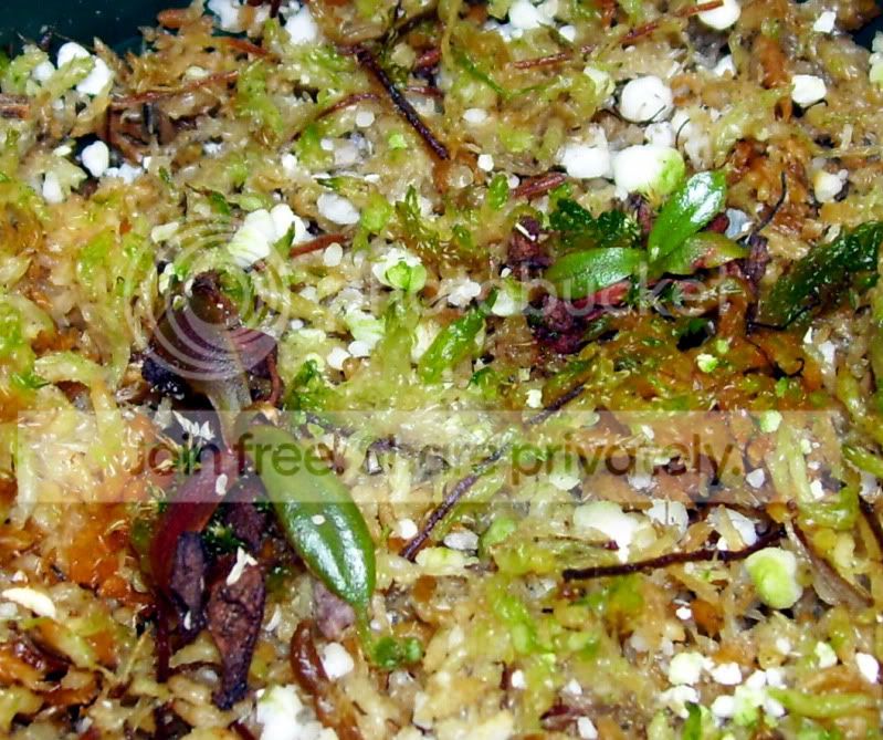 100_3095.jpg