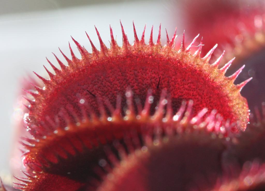 Red_Sawtooth9.jpg