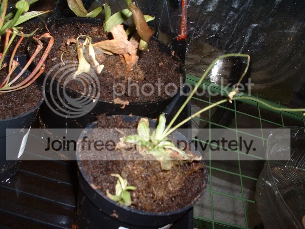 TellMePhotoshootAndMyGreenhouse044.jpg