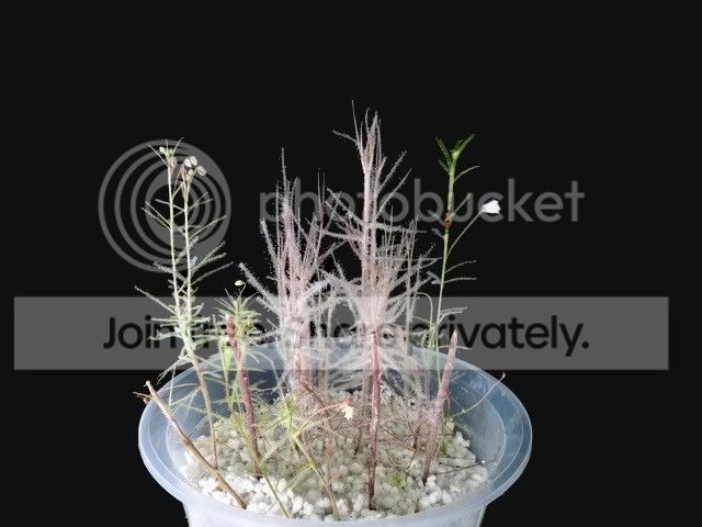 byblis_rorida_Goliath_cuttings.jpg