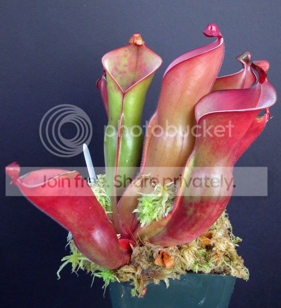 HETxIONASSI2.jpg