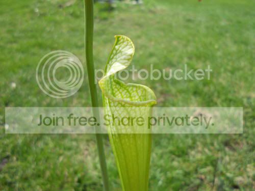 Sleucophylla_albatop_4-14-11.jpg