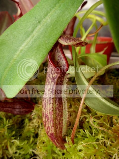 BE_miniature_maxima_pitcher1_zps40aaaab0.jpg