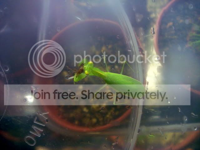mantis_female2.jpg